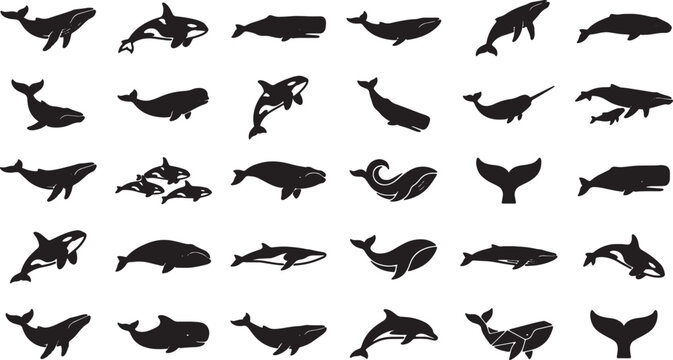 Collection of various whale and dolphin silhouettes on transparent background