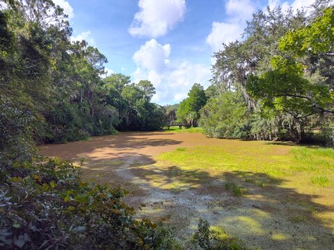Lake Tarpon is the largest freshwater lake in the Tampa Bay area, covering over 2,500 acres. Located in Pinellas County near Tarpon Springs and Palm Harbor