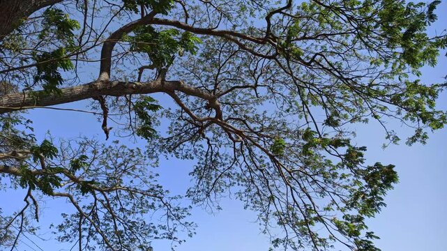 Strong branches of the rain tree (Samanea saman) extending naturally with lush green foliage in a tropical outdoor setting.