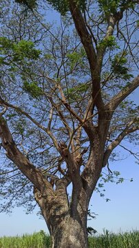 Strong branches of the rain tree (Samanea saman) extending naturally with lush green foliage in a tropical outdoor setting.