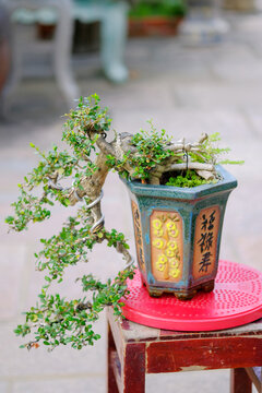 Ảnh chụp cận cảnh c&acirc;y bonsai thu nhỏ trong chậu gốm.