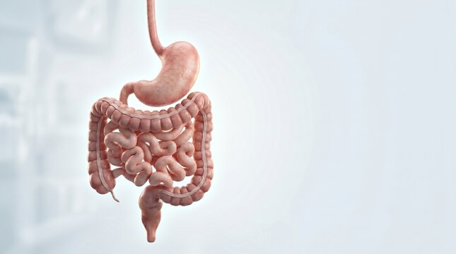 Human digestive system anatomy