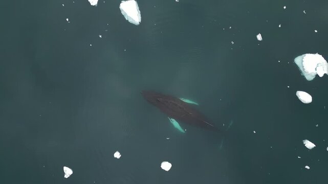Aerial view of a humpback whale swimming among floating icebergs in the dark waters of the Ilulissat Icefjord in Ilulissat, Avannaata Municipality, Greenland.