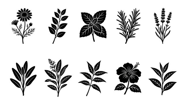"A modern silhouette vector icon set of 9 medicinal plants including chamomile flower, eucalyptus leaf, basil leaf, rosemary branch, lavender flower, neem leaf, sage leaf, hibiscus flower, and green 