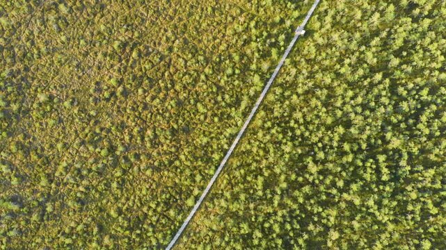 An expansive aerial shot from a drone captures a vibrant green and yellow carpet of duckweed (or similar aquatic vegetation/algae) completely covering the surface of a lake or pond in a natural area o