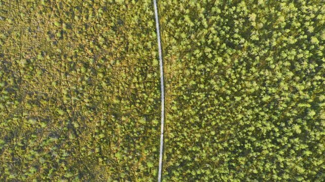 An overhead drone shot captures a narrow, light colored path cutting through a vast expanse of vibrant green and yellow marshland or bog in the Lithuanian countryside.