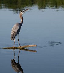 Obraz premium Crane by a lake