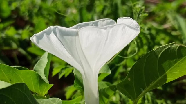 Beautiful white flowers of Ipomoea aquatica blooming naturally among green foliage in a tropical agricultural environment.