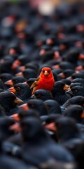 Obraz premium Red Bird Standing Out Among Black Birds