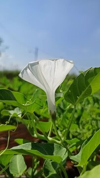 Beautiful white flowers of Ipomoea aquatica blooming naturally among green foliage in a tropical agricultural environment.