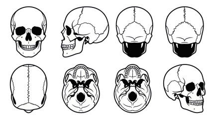 Human Skull Anatomy - Multiple Views - Medical Illustration © Nur