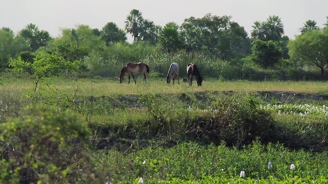 Horses Grazing in the Humid Chaco Wetlands, Paraguay - 4K