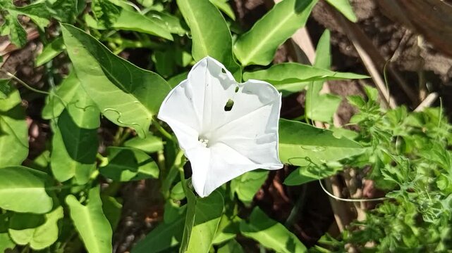 Beautiful white flowers of Ipomoea aquatica blooming naturally among green foliage in a tropical agricultural environment.