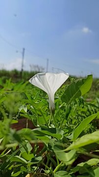 Beautiful white flowers of Ipomoea aquatica blooming naturally among green foliage in a tropical agricultural environment.