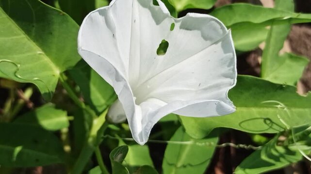 Beautiful white flowers of Ipomoea aquatica blooming naturally among green foliage in a tropical agricultural environment.