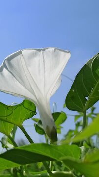 Beautiful white flowers of Ipomoea aquatica blooming naturally among green foliage in a tropical agricultural environment.