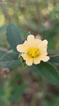 Small yellow flowers of Sida rhombifolia blooming naturally among green foliage in a tropical outdoor environment.