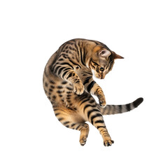 Fototapeta premium Bengal cat playing and jumping 