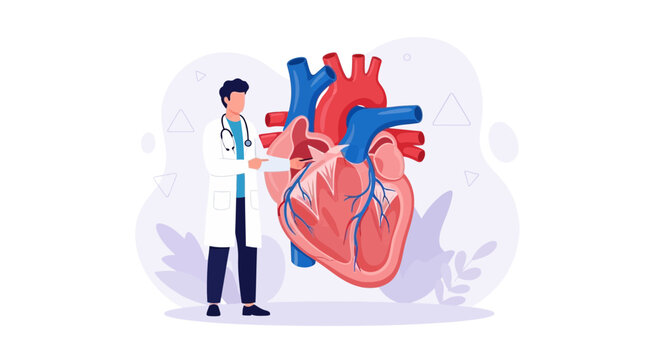 Doctor explaining human heart anatomy, cardiovascular system, medical illustration with flat design style