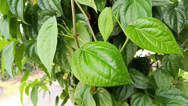 Piper Betle Leaves Growing Naturally in Tropical Garden