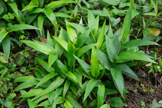 Wild Chinese medicinal herb Lophatherum gracile