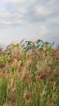 Rhodes grass growing in a green field, showing tropical pasture vegetation and agricultural forage plant detail.