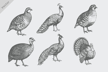 Turkey, Guinea Fowl, Pheasant, Quail, Partridge, Peafowl set in Hand-drawn sketch Vintage engraving style vector illustration. Isolated grunge Hen chicken © SAGOR