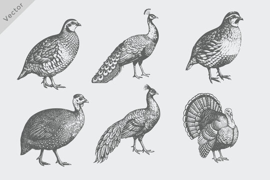 Turkey, Guinea Fowl, Pheasant, Quail, Partridge, Peafowl set in Hand-drawn sketch Vintage engraving style vector illustration. Isolated grunge Hen chicken