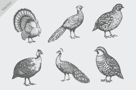 Hand-drawn sketch of Hen Bird illustration set including Turkey, Guinea Fowl, Pheasant, Quail, Partridge, Peafowl. Vintage engraving style chicken vector