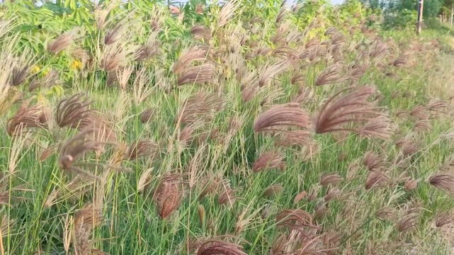 Rhodes grass growing in a green field, showing tropical pasture vegetation and agricultural forage plant detail.