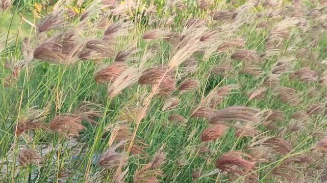 Rhodes grass growing in a green field, showing tropical pasture vegetation and agricultural forage plant detail.