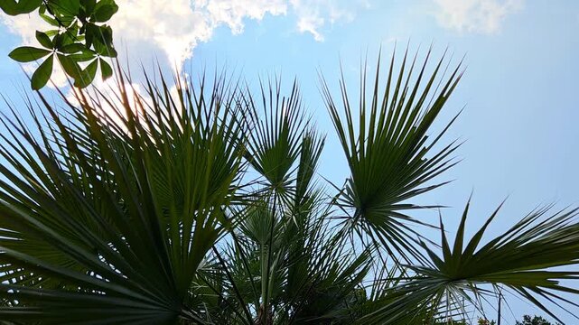 Low-angle view of tropical palm leaves against a bright blue sky with soft clouds, capturing natural sunlight and lush greenery in a serene outdoor setting