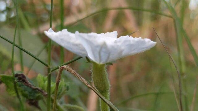 Delicate white flowers of Coccinia grandis blooming naturally among green climbing vines in a tropical environment