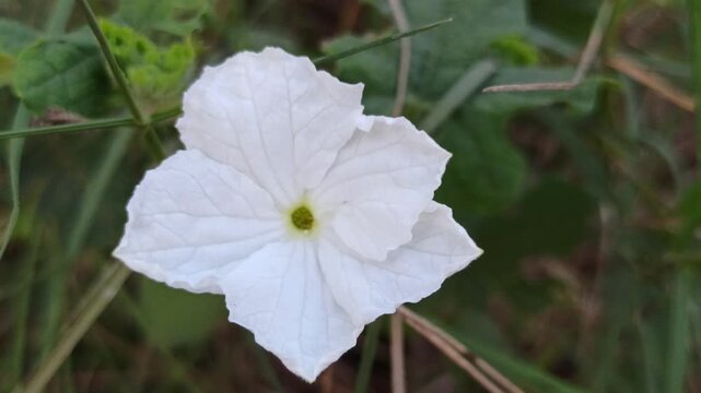Delicate white flowers of Coccinia grandis blooming naturally among green climbing vines in a tropical environment