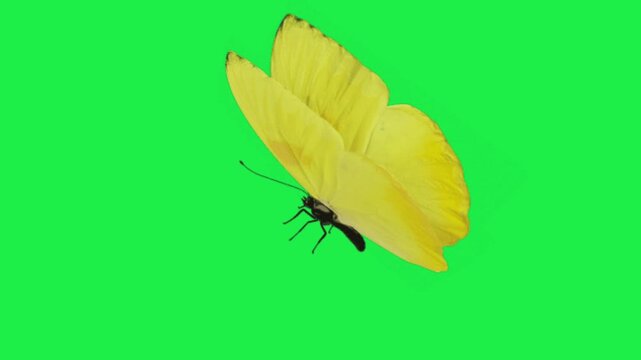 animated yellow butterfly flying on green screen background nature insect visual graphic object clip