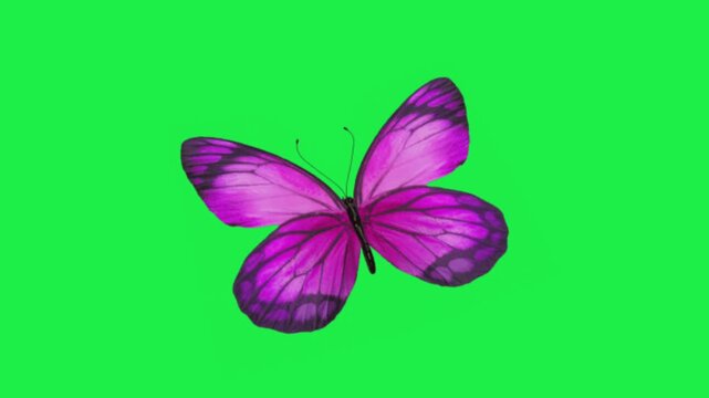 animated purple butterfly flying on green screen background nature insect visual graphic object clip