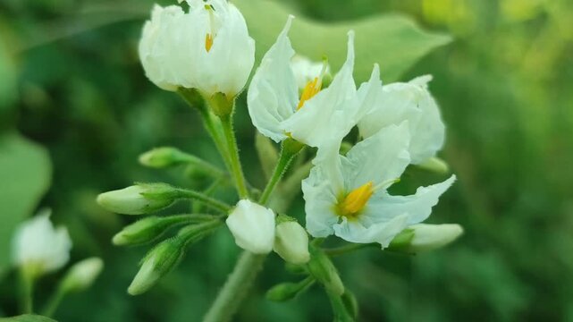 Solanum torvum plant bearing clusters of green fruits, showing tropical wild edible plant in natural environment.