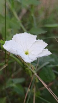 Delicate white flowers of Coccinia grandis blooming naturally among green climbing vines in a tropical environment