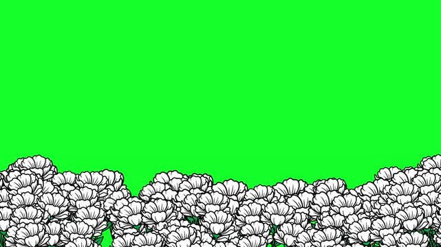 Green Screen White Rose Flower Frame with smooth animation motion