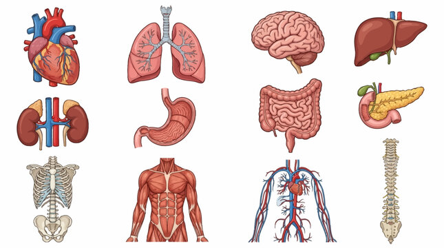 Detailed artistic visualization of human anatomy featuring major organs like heart, lungs, brain, liver, kidneys, stomach, intestines, pancreas, spine, muscular system, and circulatory syste