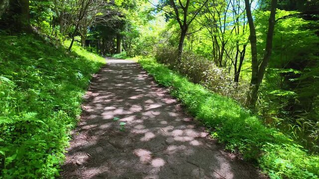 夏の森林浴　山吹水源