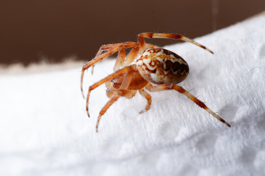 an orb weaver spider macro 