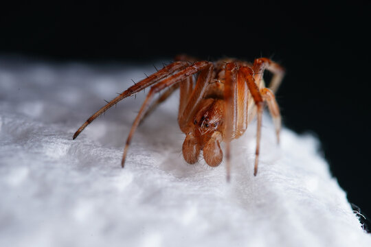 an orb weaver spider macro 