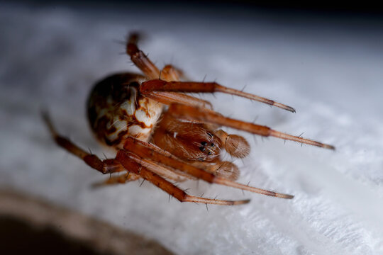 an orb weaver spider macro 
