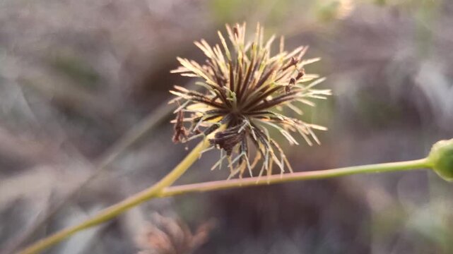 Close-up view of the seed head of Bidens pilosa, showing fine seed structures and natural dispersal characteristics in an outdoor environment.