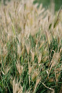 Foxtail Grass in Summer
