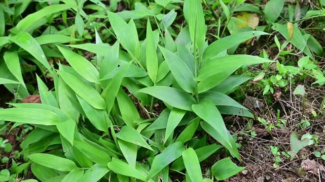 Wild Chinese medicinal herb Lophatherum gracile