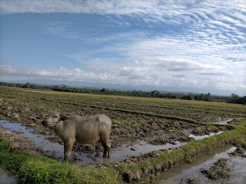 Buffalo rice field. High quality photo