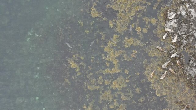 Aerial view of seals resting on the rocky shore of Skye, Highland Council, Scotland, United Kingdom.