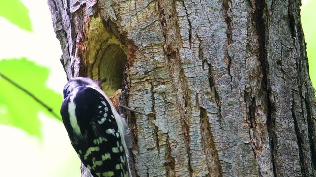 Female hairy woodpecker feeding grape jelly to chick